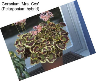 Geranium ‘Mrs. Cox\' (Pelargonium hybrid)