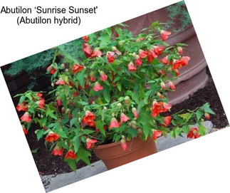 Abutilon ‘Sunrise Sunset\' (Abutilon hybrid)