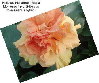 Hibiscus Klahanietm ‘Maria Montessori\' p.p. (Hibiscus rosa-sinensis hybrid)