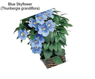 Blue Skyflower (Thunbergia grandiflora)