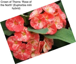 Crown of Thorns ‘Rose of the North\' (Euphorbia milii hybrid)