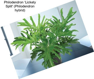 Philodendron ‘Lickety Split\' (Philodendron hybrid)