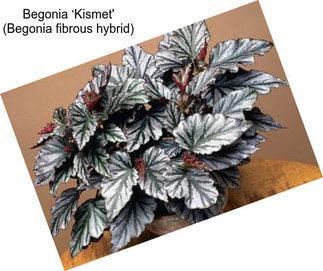 Begonia ‘Kismet\' (Begonia fibrous hybrid)