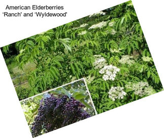 American Elderberries ‘Ranch\' and ‘Wyldewood\'