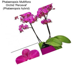 Phalaenopsis Multiflora Orchid ‘Perceval\' (Phalaenopsis hybrid)