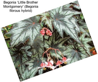Begonia ‘Little Brother Montgomery\' (Begonia fibrous hybrid)