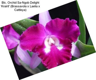 Blc. Orchid Sa-Ngob Delight ‘Krairit\' (Brassavola x Laelia x Cattleya)