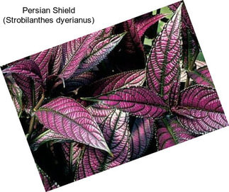 Persian Shield (Strobilanthes dyerianus)