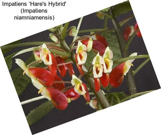 Impatiens ‘Hare\'s Hybrid\' (Impatiens niamniamensis)