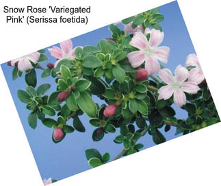 Snow Rose \'Variegated Pink\' (Serissa foetida)