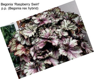 Begonia ‘Raspberry Swirl\' p.p. (Begonia rex hybrid)