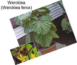 Wercklea (Wercklea ferox)