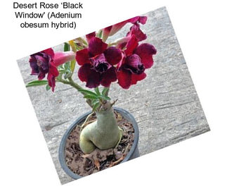 Desert Rose ‘Black Window\' (Adenium obesum hybrid)
