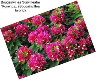 Bougainvillea Sunvilleatm ‘Rose\' p.p. (Bougainvillea hybrid)