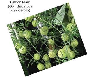 Balloon Plant (Gomphocarpus physocarpus)