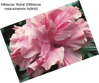 Hibiscus ‘Kona\' (Hibiscus rosa-sinensis hybrid)