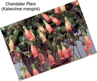Chandalier Plant (Kalanchoe manginii)