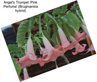 Angel\'s Trumpet ‘Pink Perfume\' (Brugmansia hybrid)