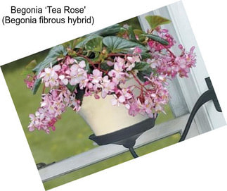 Begonia ‘Tea Rose\' (Begonia fibrous hybrid)