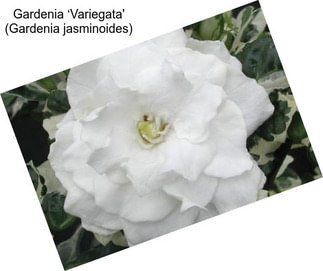 Gardenia ‘Variegata\' (Gardenia jasminoides)