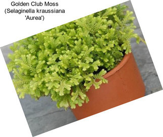 Golden Club Moss (Selaginella kraussiana \'Aurea\')