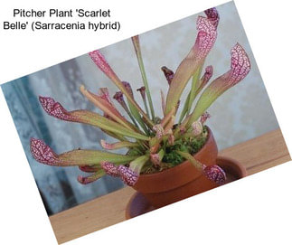 Pitcher Plant \'Scarlet Belle\' (Sarracenia hybrid)