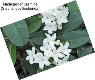Madagascar Jasmine (Stephanotis floribunda)