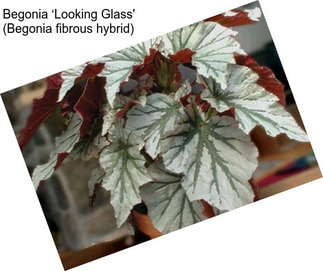 Begonia ‘Looking Glass\' (Begonia fibrous hybrid)