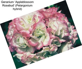 Geranium ‘Appleblossom Rosebud\' (Pelargonium hybrid)