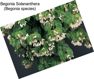 Begonia Solananthera (Begonia species)