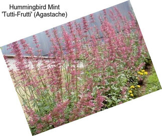 Hummingbird Mint \'Tutti-Frutti\' (Agastache)