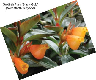 Goldfish Plant ‘Black Gold\' (Nematanthus hybrid)