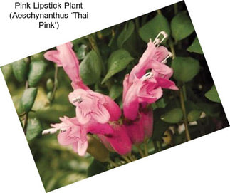 Pink Lipstick Plant (Aeschynanthus ‘Thai Pink\')