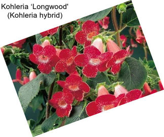 Kohleria ‘Longwood\' (Kohleria hybrid)