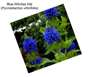 Blue Witches Hat (Pycnostachys urticifolia)