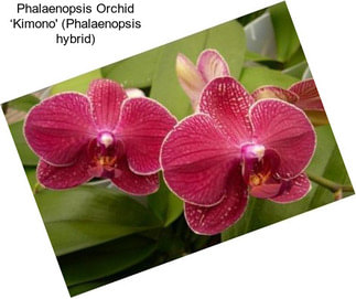 Phalaenopsis Orchid ‘Kimono\' (Phalaenopsis hybrid)