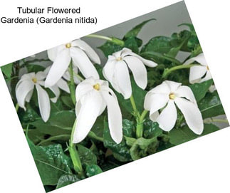 Tubular Flowered Gardenia (Gardenia nitida)