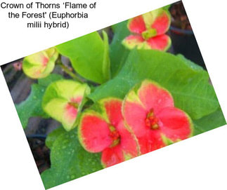 Crown of Thorns ‘Flame of the Forest\' (Euphorbia milii hybrid)