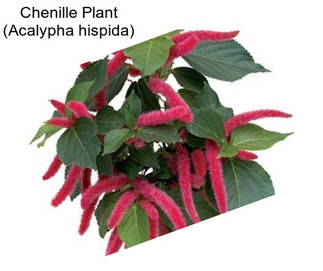 Chenille Plant (Acalypha hispida)