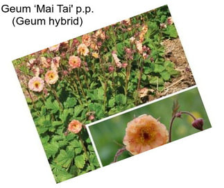 Geum ‘Mai Tai\' p.p. (Geum hybrid)