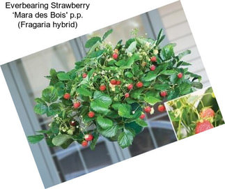 Everbearing Strawberry ‘Mara des Bois\' p.p. (Fragaria hybrid)