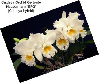 Cattleya Orchid Gertrude Hausermann ‘EFG\' (Cattleya hybrid)