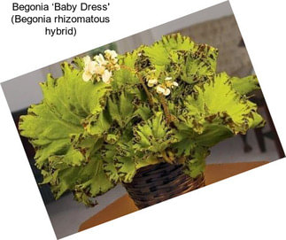 Begonia ‘Baby Dress\' (Begonia rhizomatous hybrid)