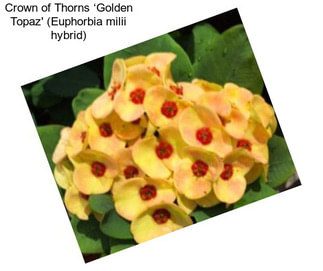 Crown of Thorns ‘Golden Topaz\' (Euphorbia milii hybrid)