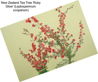New Zealand Tea Tree ‘Ruby Glow\' (Leptospermum scoparium)