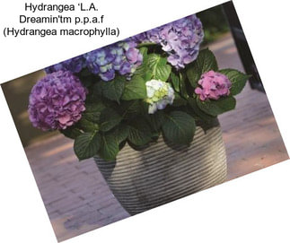 Hydrangea ‘L.A. Dreamin\'tm p.p.a.f (Hydrangea macrophylla)