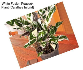 White Fusion Peacock Plant (Calathea hybrid)