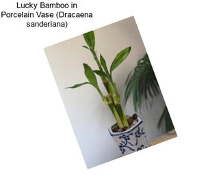 Lucky Bamboo in Porcelain Vase (Dracaena sanderiana)