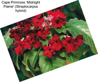 Cape Primrose ‘Midnight Flame\' (Streptocarpus hybrid)