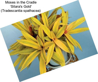 Moses in the Cradle ‘Sitara\'s Gold\' (Tradescantia spathacea)